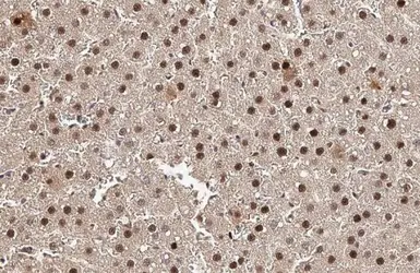 Anti-PCNA antibody [HL1965] used in IHC (Paraffin sections) (IHC-P). GTX637858