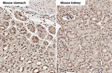Anti-PCNA antibody [HL1965] used in IHC (Paraffin sections) (IHC-P). GTX637858