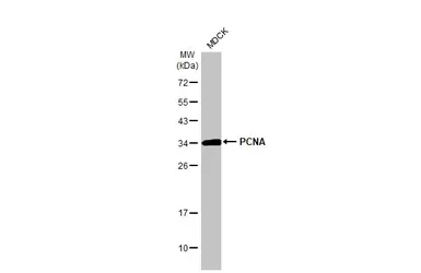 Anti-PCNA antibody [HL1966] used in Western Blot (WB). GTX637859