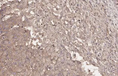 Anti-HHIP antibody [HL1969] used in IHC (Paraffin sections) (IHC-P). GTX637862