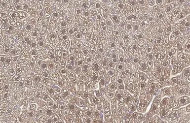 Anti-FAH antibody [HL1972] used in IHC (Paraffin sections) (IHC-P). GTX637865