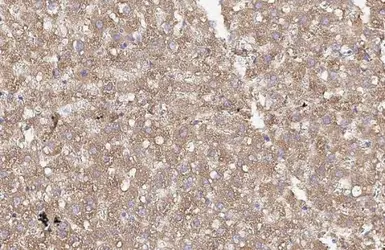 Anti-FAH antibody [HL1972] used in IHC (Paraffin sections) (IHC-P). GTX637865