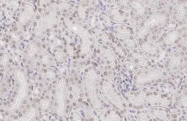 Anti-ELAVL2 antibody [HL1978] used in IHC (Paraffin sections) (IHC-P). GTX637871