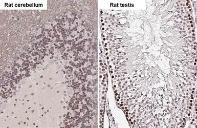 Anti-ELAVL2 antibody [HL1978] used in IHC (Paraffin sections) (IHC-P). GTX637871