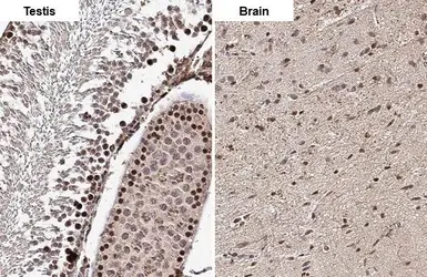 Anti-ELAVL2 antibody [HL1978] used in IHC (Paraffin sections) (IHC-P). GTX637871