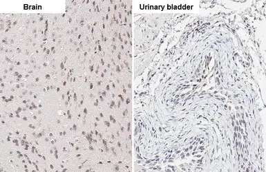 Anti-ELAVL2 antibody [HL1978] used in IHC (Paraffin sections) (IHC-P). GTX637871