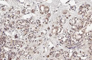 Anti-AHR antibody [HL1983] used in IHC (Paraffin sections) (IHC-P). GTX637884