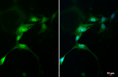 Anti-AHR antibody [HL1984] used in Immunocytochemistry/ Immunofluorescence (ICC/IF). GTX637885