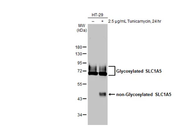 Anti-SLC1A5 antibody [HL1988] used in Western Blot (WB). GTX637889