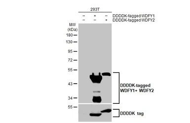 Anti-WDFY1 + WDFY2 antibody [HL1989] used in Western Blot (WB). GTX637890