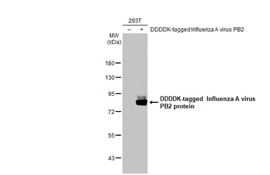 Anti-Influenza A virus PB2 protein antibody [HL1994] used in Western Blot (WB). GTX637895