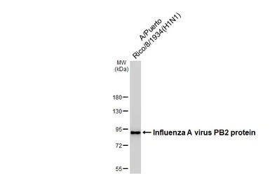 Anti-Influenza A virus PB2 protein antibody [HL1994] used in Western Blot (WB). GTX637895