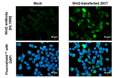 Anti-Wnt2 antibody [HL1999] used in Immunocytochemistry/ Immunofluorescence (ICC/IF). GTX637900