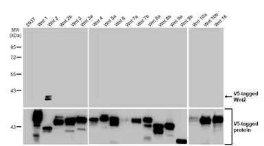 Anti-Wnt2 antibody [HL1999] used in Western Blot (WB). GTX637900
