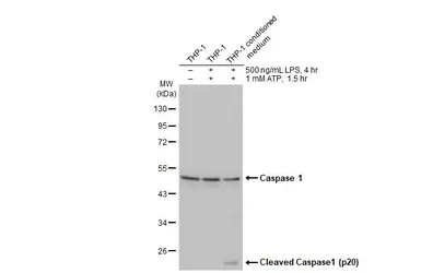 Anti-Caspase 1 antibody [HL2005] used in Western Blot (WB). GTX637906