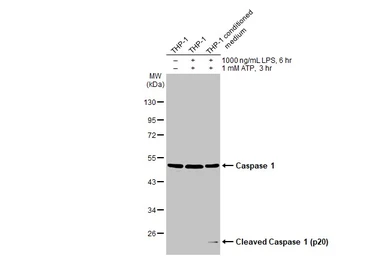 Anti-Caspase 1 antibody [HL2005] used in Western Blot (WB). GTX637906