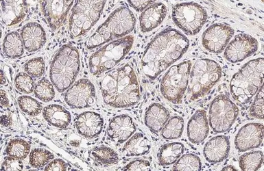 Anti-SIGIRR antibody [HL2008] used in IHC (Paraffin sections) (IHC-P). GTX637909