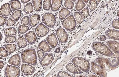 Anti-SIGIRR antibody [HL2008] used in IHC (Paraffin sections) (IHC-P). GTX637909