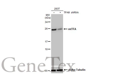 Anti-mtTFA antibody [HL2012] used in Western Blot (WB). GTX637913