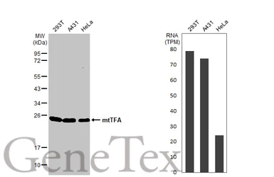 Anti-mtTFA antibody [HL2012] used in Western Blot (WB). GTX637913