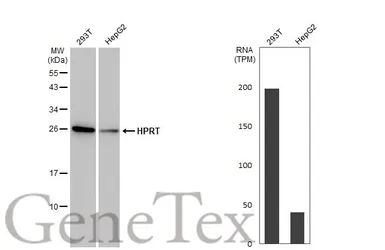 Anti-HPRT antibody [HL2015] used in Western Blot (WB). GTX637916