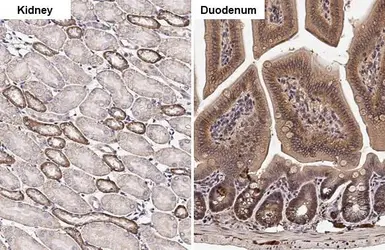Anti-HPRT antibody [HL2015] used in IHC (Paraffin sections) (IHC-P). GTX637916