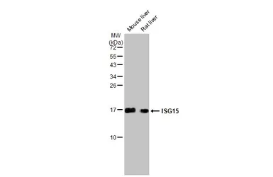 Anti-ISG15 antibody [HL2017] used in Western Blot (WB). GTX637918