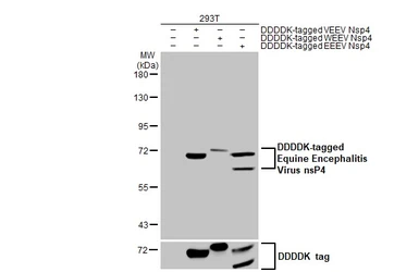 Anti-Equine Encephalitis Virus nsP4 antibody [HL2023] used in Western Blot (WB). GTX637924
