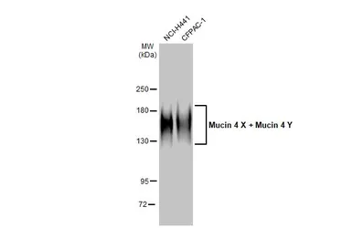 Anti-Mucin 4 antibody [HL2026] used in Western Blot (WB). GTX637927