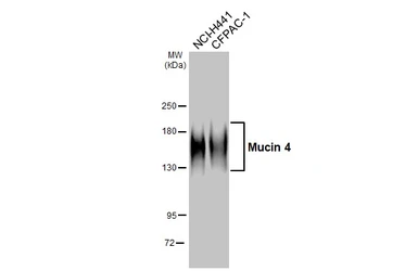 Anti-Mucin 4 antibody [HL2026] used in Western Blot (WB). GTX637927
