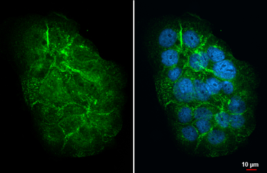 Anti-Mucin 4 antibody [HL2026] used in Immunocytochemistry/ Immunofluorescence (ICC/IF). GTX637927