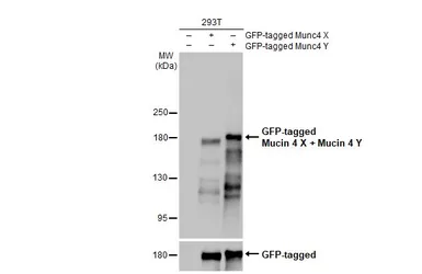 Anti-Mucin 4 antibody [HL2026] used in Western Blot (WB). GTX637927