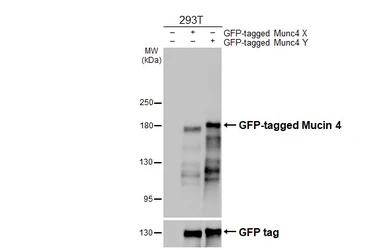 Anti-Mucin 4 antibody [HL2026] used in Western Blot (WB). GTX637927