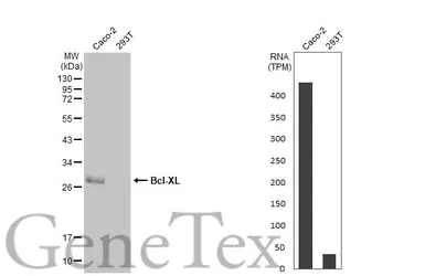 Anti-Bcl-XL antibody [HL2038] used in Western Blot (WB). GTX637939