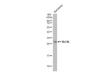 Anti-Bcl-XL antibody [HL2038] used in Western Blot (WB). GTX637939