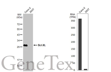 Anti-Bcl-XL antibody [HL2039] used in Western Blot (WB). GTX637940