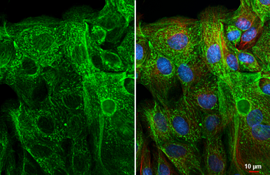 Anti-Bcl-XL antibody [HL2039] used in Immunocytochemistry/ Immunofluorescence (ICC/IF). GTX637940