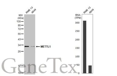 Anti-METTL1 antibody [HL2041] used in Western Blot (WB). GTX637942