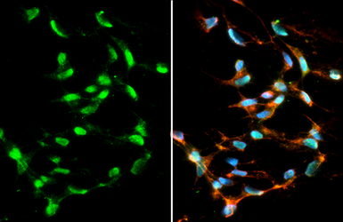 Anti-Pet1 antibody [HL2045] used in Immunocytochemistry/ Immunofluorescence (ICC/IF). GTX637946