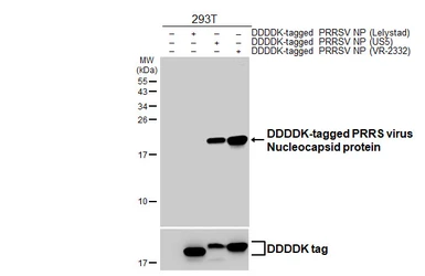 Anti-PRRS virus Nucleocapsid protein antibody [HL2046] used in Western Blot (WB). GTX637947