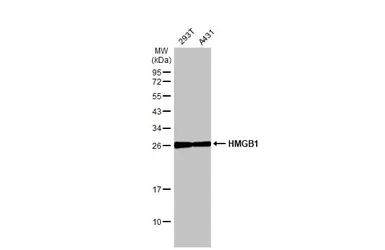 Anti-HMGB1 antibody [HL2059] used in Western Blot (WB). GTX637963