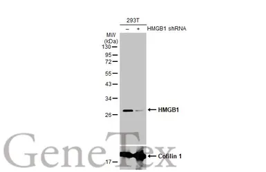 Anti-HMGB1 antibody [HL2059] used in Western Blot (WB). GTX637963