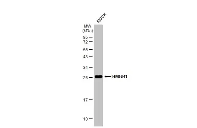 Anti-HMGB1 antibody [HL2059] used in Western Blot (WB). GTX637963