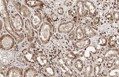 Anti-HMGB1 antibody [HL2059] used in IHC (Paraffin sections) (IHC-P). GTX637963
