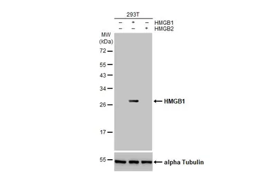 Anti-HMGB1 antibody [HL2059] used in Western Blot (WB). GTX637963