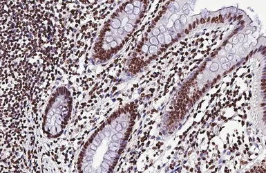 Anti-HMGB1 antibody [HL2059] used in IHC (Paraffin sections) (IHC-P). GTX637963