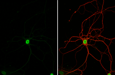 Anti-HMGB1 antibody [HL2059] used in Immunocytochemistry/ Immunofluorescence (ICC/IF). GTX637963
