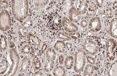 Anti-HMGB1 antibody [HL2060] used in IHC (Paraffin sections) (IHC-P). GTX637964