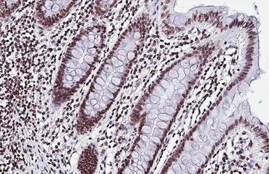 Anti-HMGB1 antibody [HL2060] used in IHC (Paraffin sections) (IHC-P). GTX637964