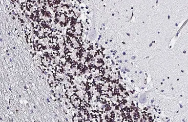 Anti-HMGB1 antibody [HL2060] used in IHC (Paraffin sections) (IHC-P). GTX637964